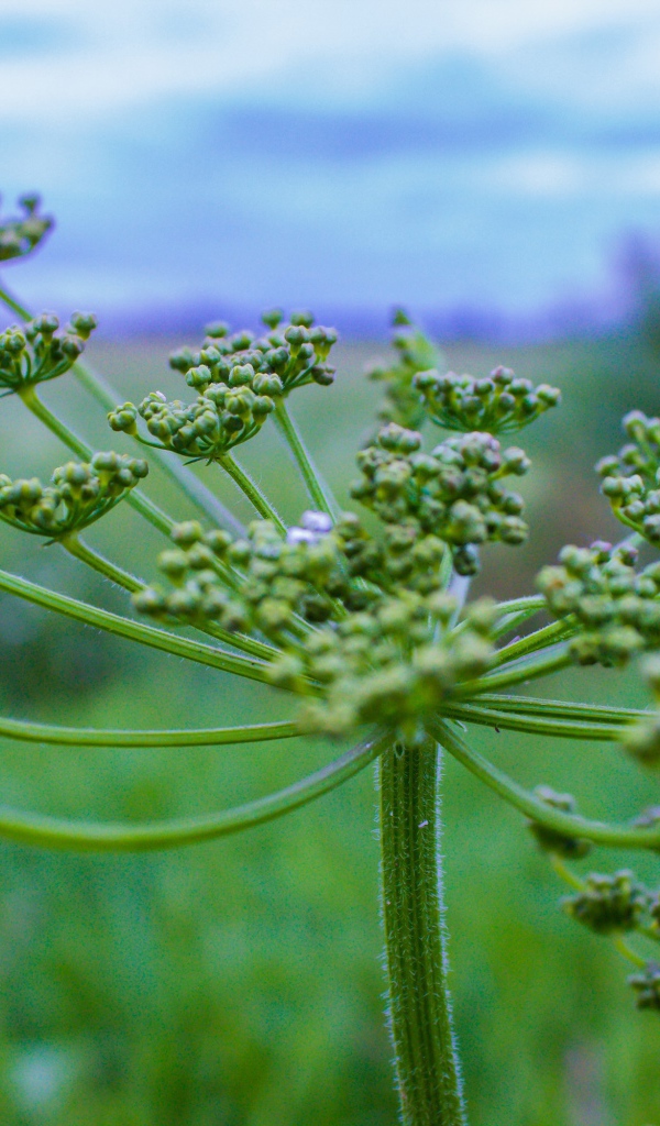 Зонтик зеленого сорняка