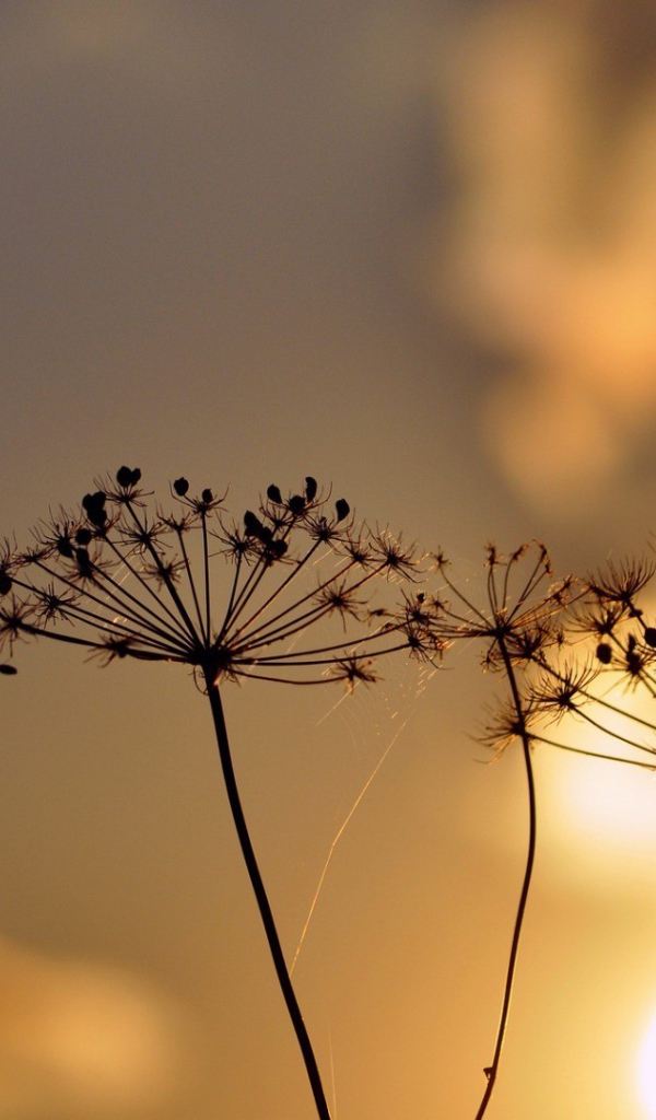 Зонтики с семенами растений