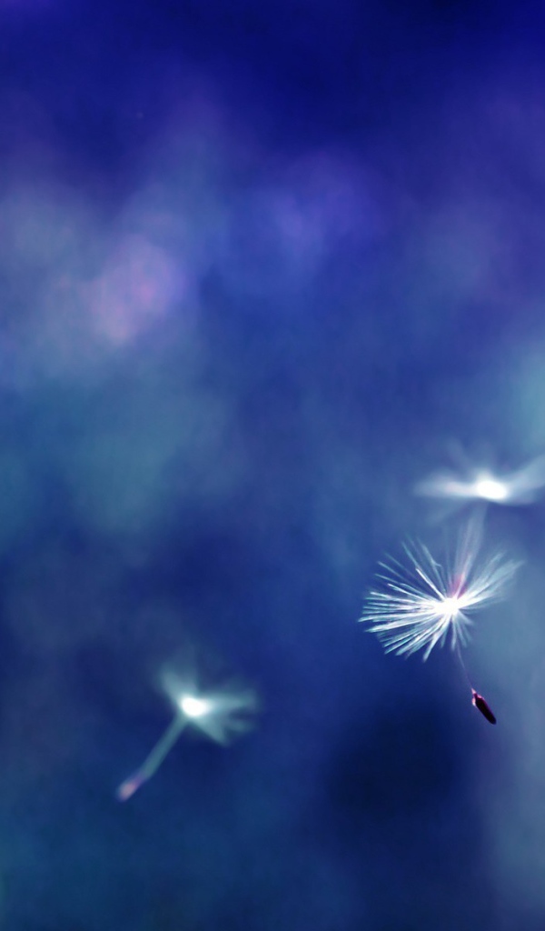 Зонтики с семенами разносятся ветром