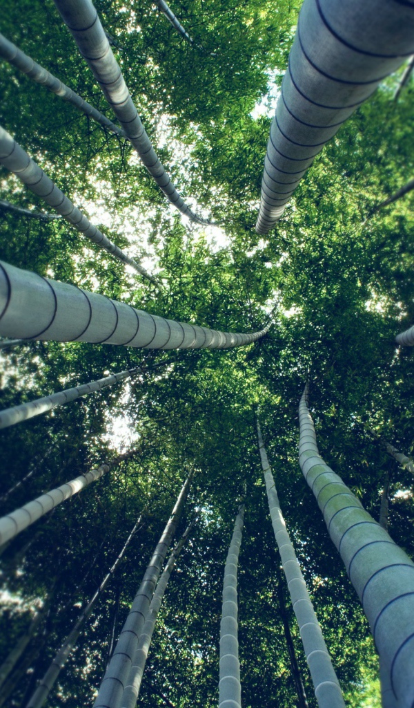 Под ветвями бамбука