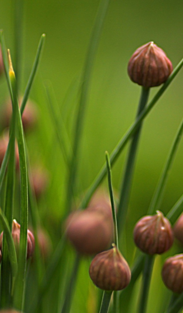 Нераскрывшиеся бутоны полевых цветов