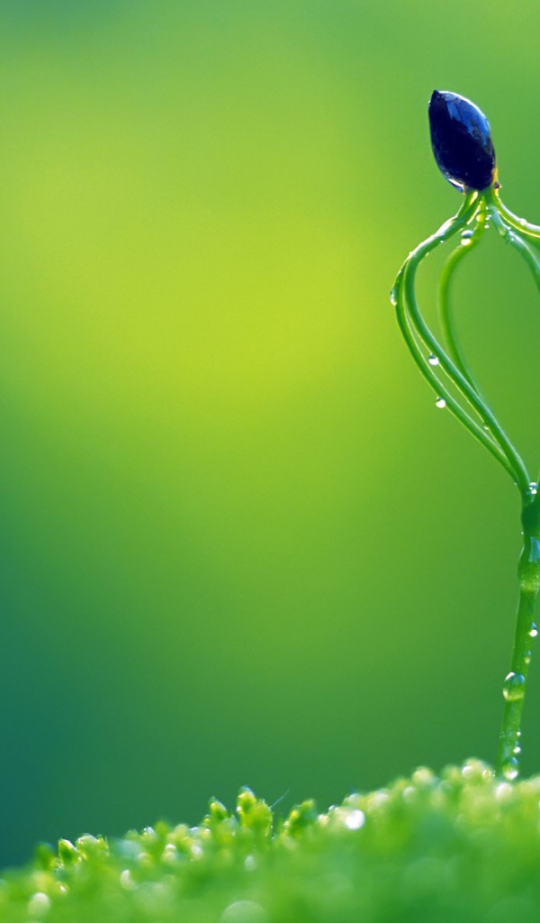 Необычный зеленый росток