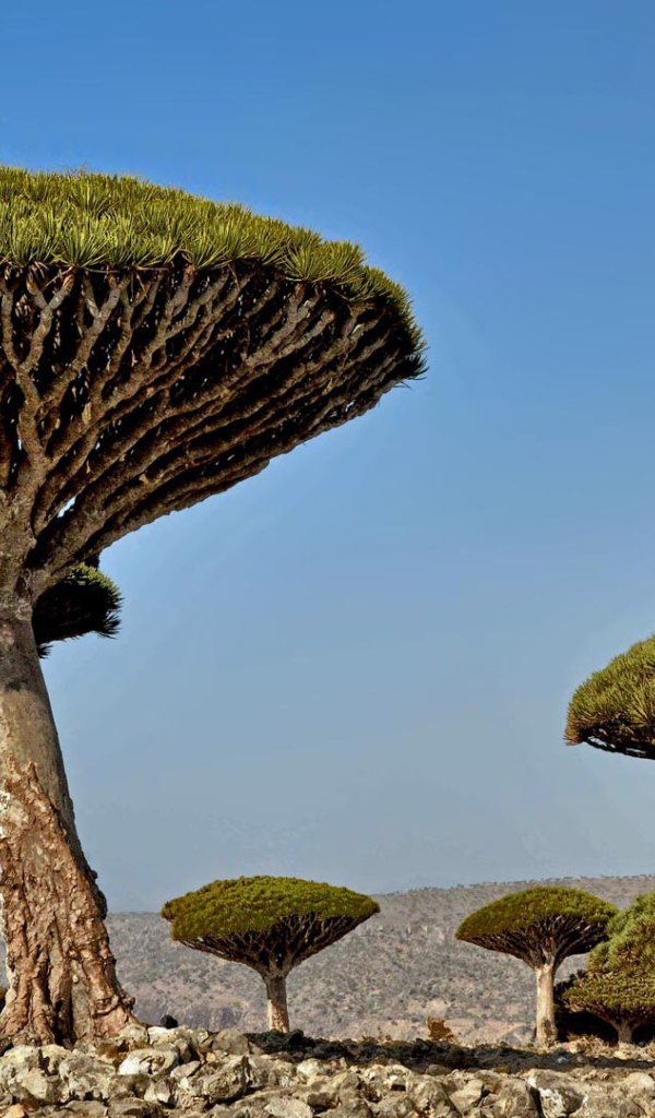 Необычные деревья в Африке