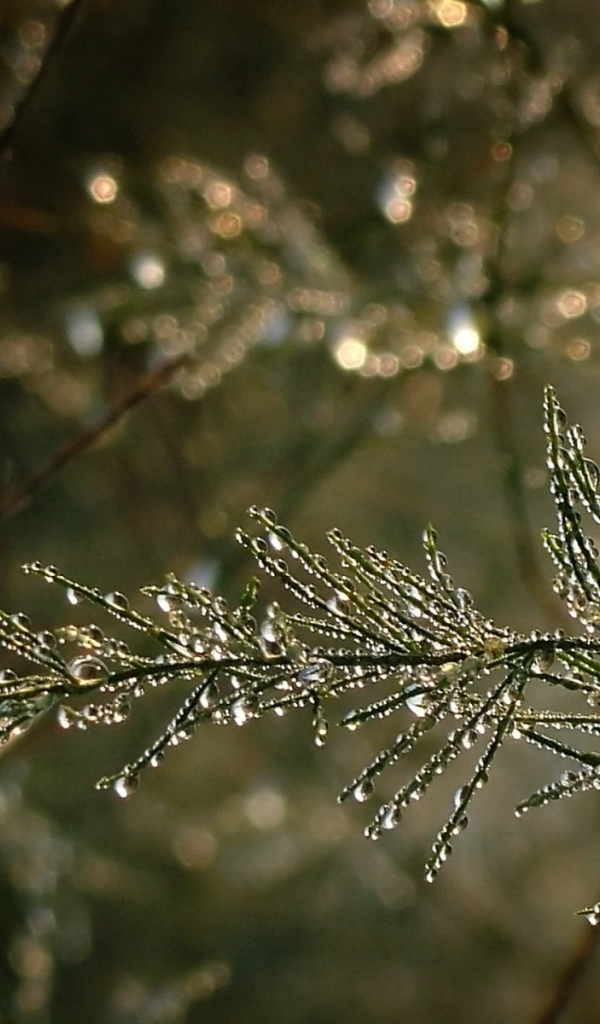 Капельки воды на ветке дерева