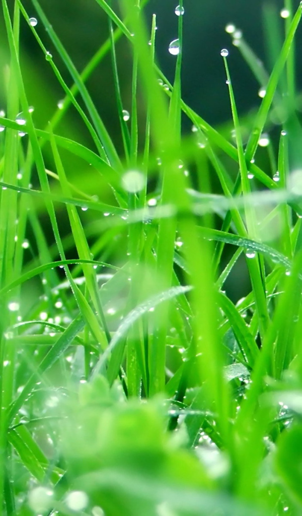 Капли воды на зеленой траве