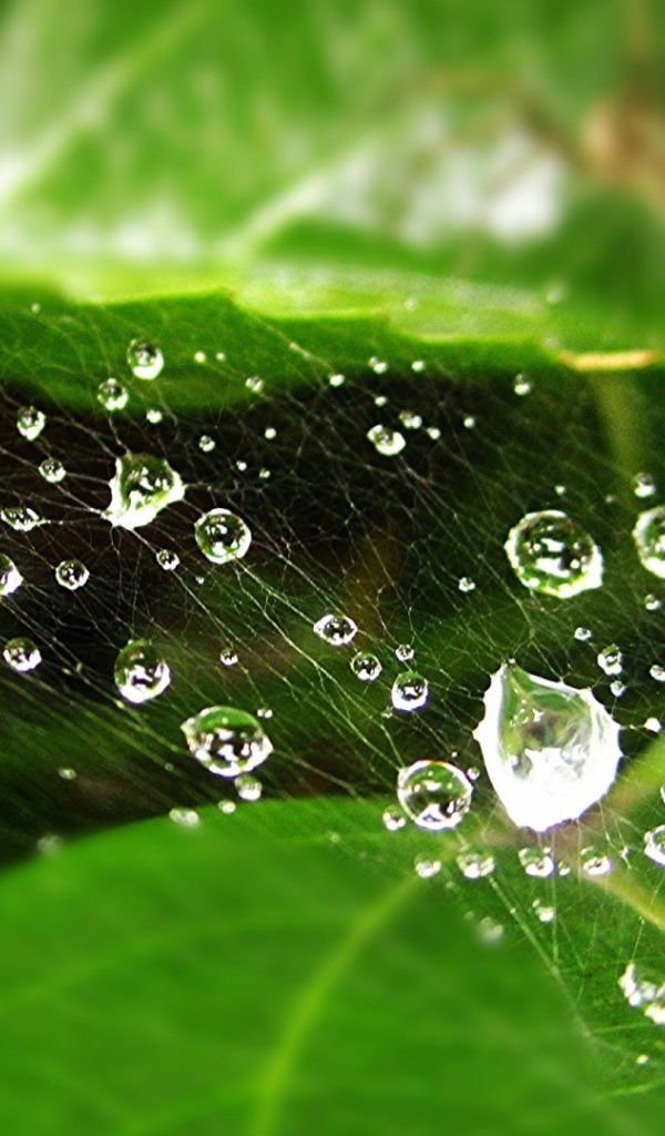 Мокрая паутина на зеленом листе