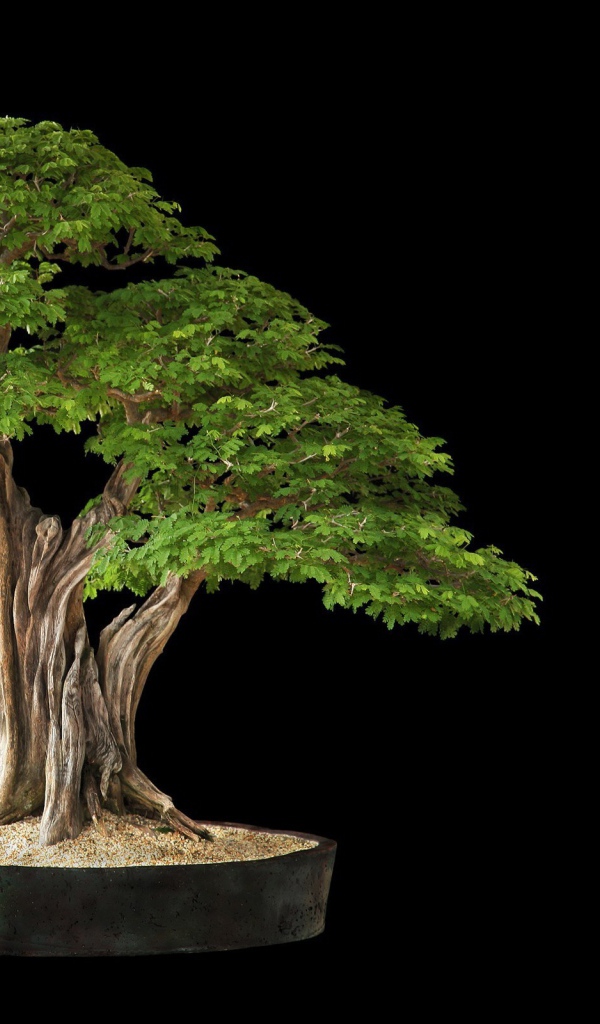 White bonsai tree Desktop wallpapers 600x1024