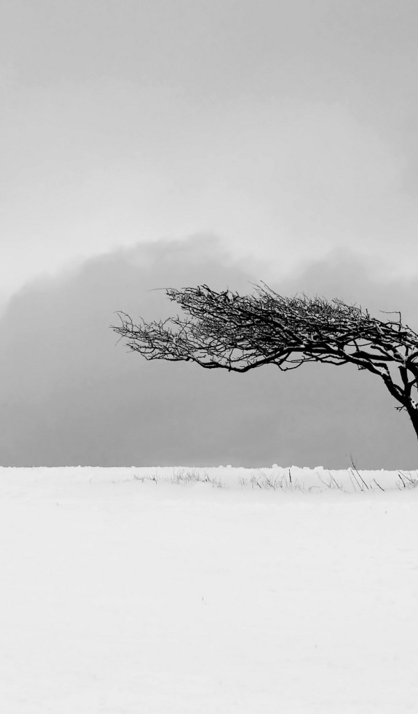Ветер искривил дерево