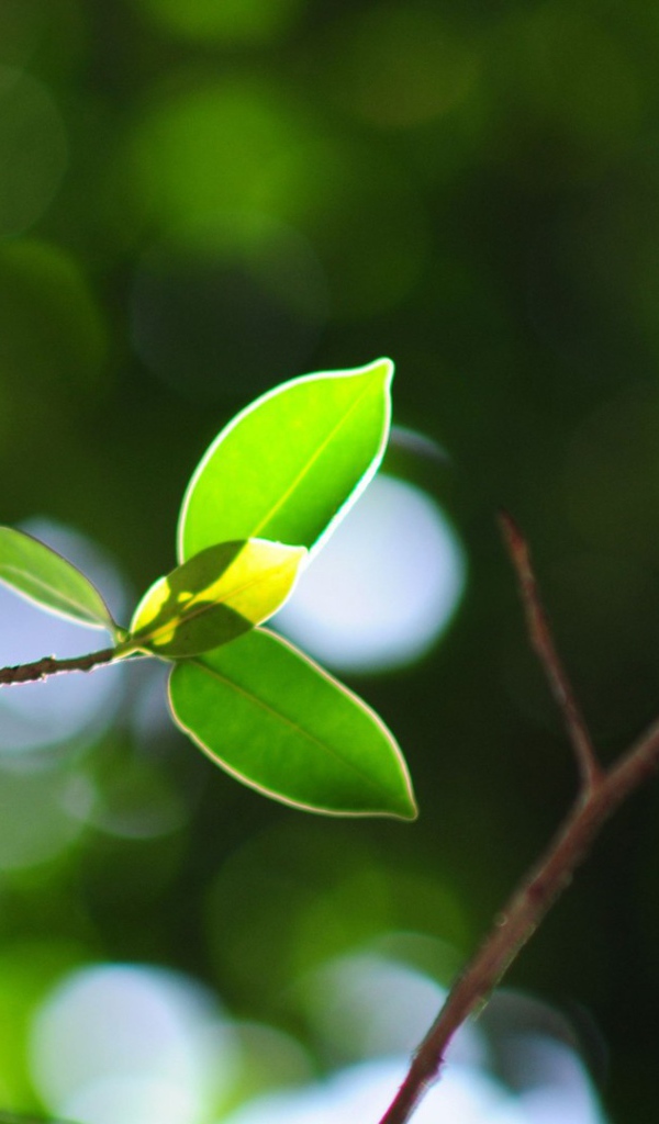 Молодая ветка на стволе дерева
