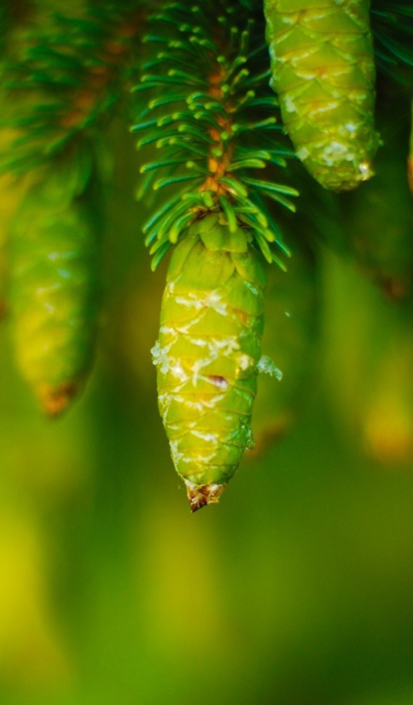 Молодые шишки на хвойном дереве