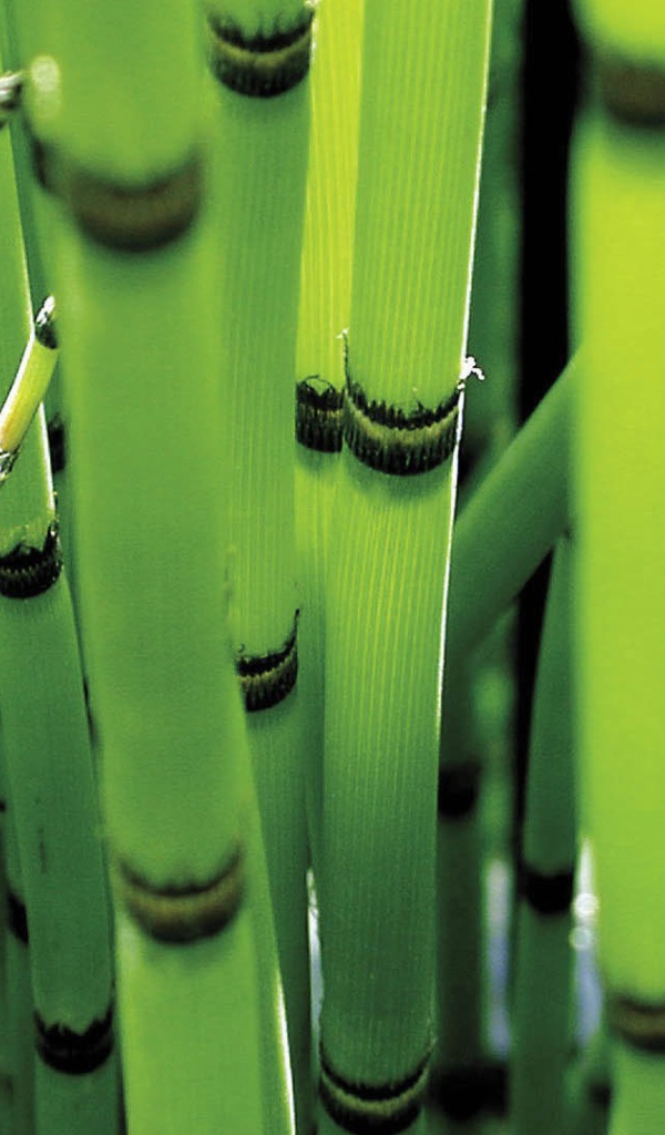 Молодые стебли зеленого бамбука