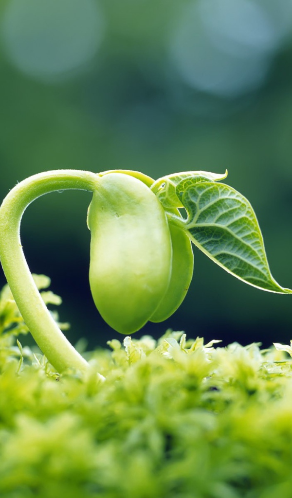 Молодой зеленый росток тянется к свету