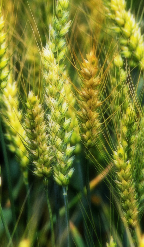 Молодые зеленые колоски пшеницы