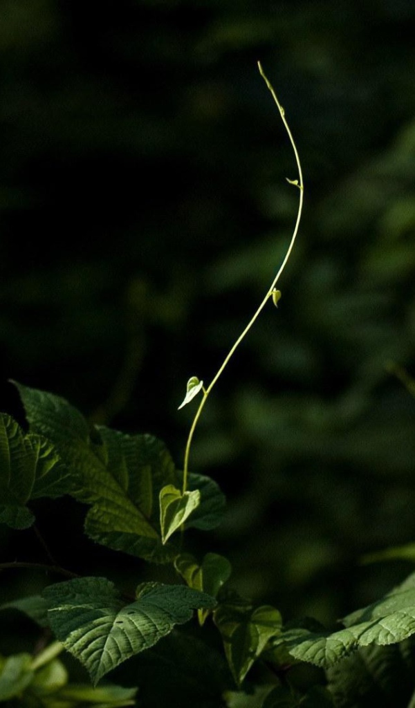 Молодой росток тянется к свету