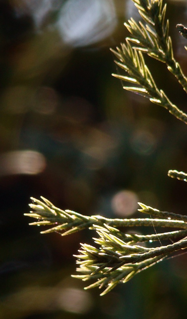 Молодые ростки в лучах яркого солнца