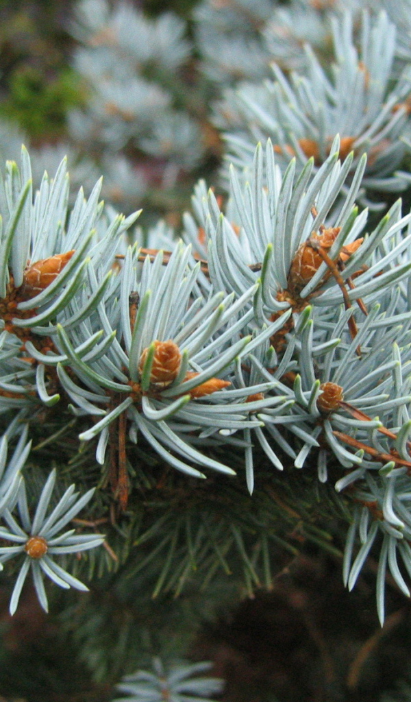 Ветки хвойного дерева