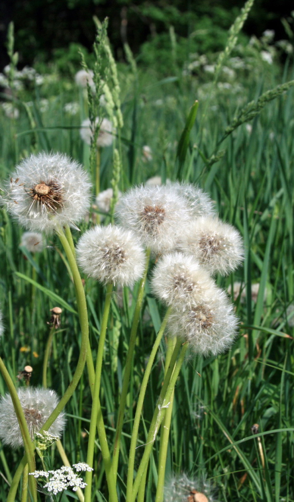 Одуванчики отцвели
