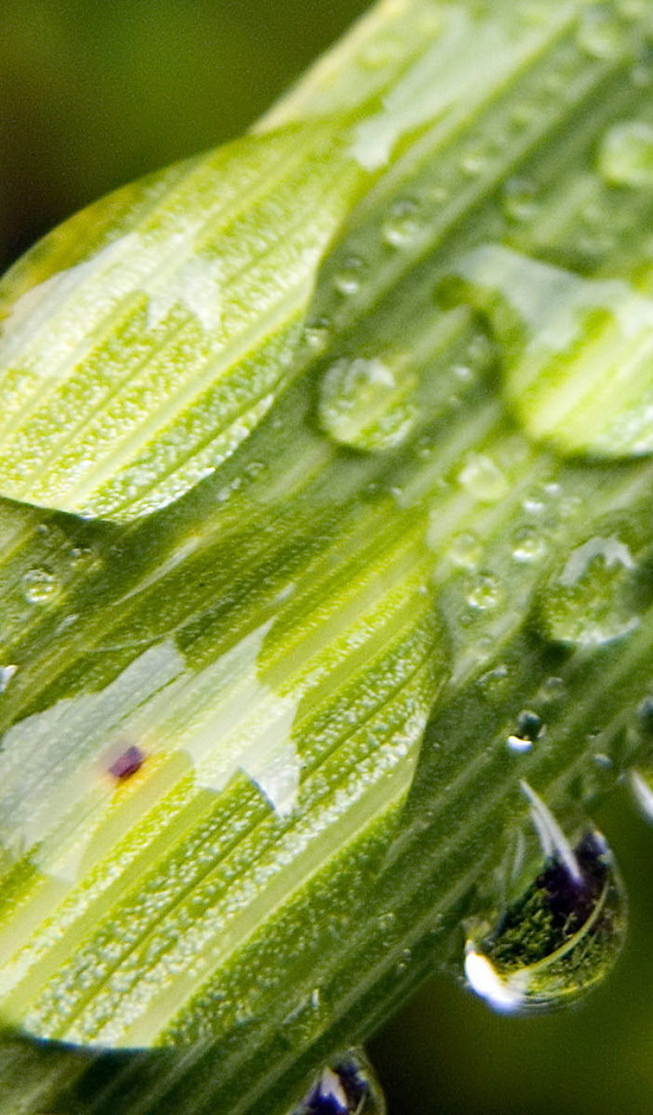 Капли на стебле растения