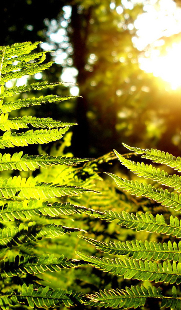 Листья папоротника на солнце