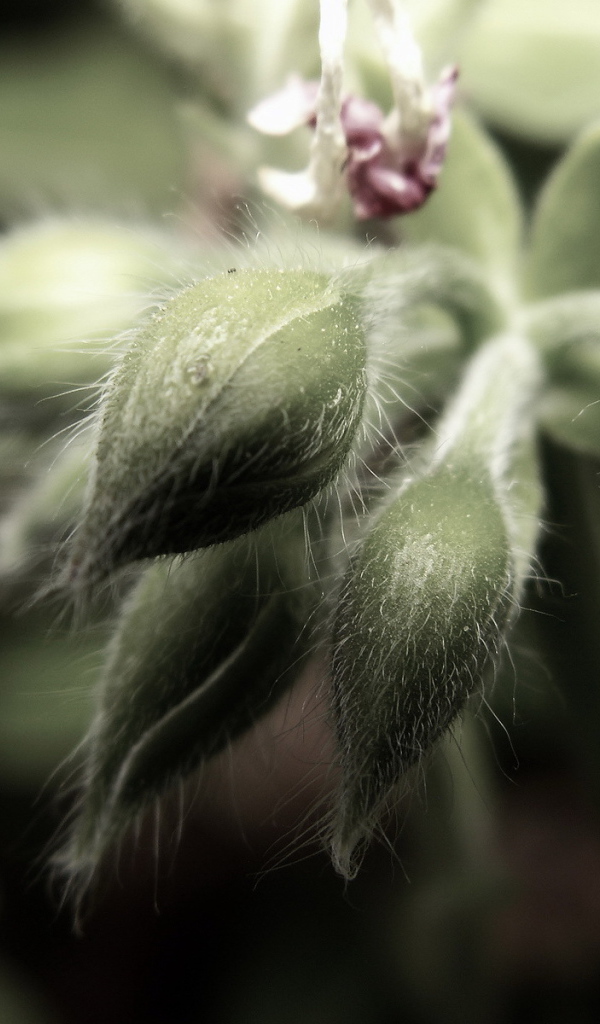 Пушистые бутоны цветков