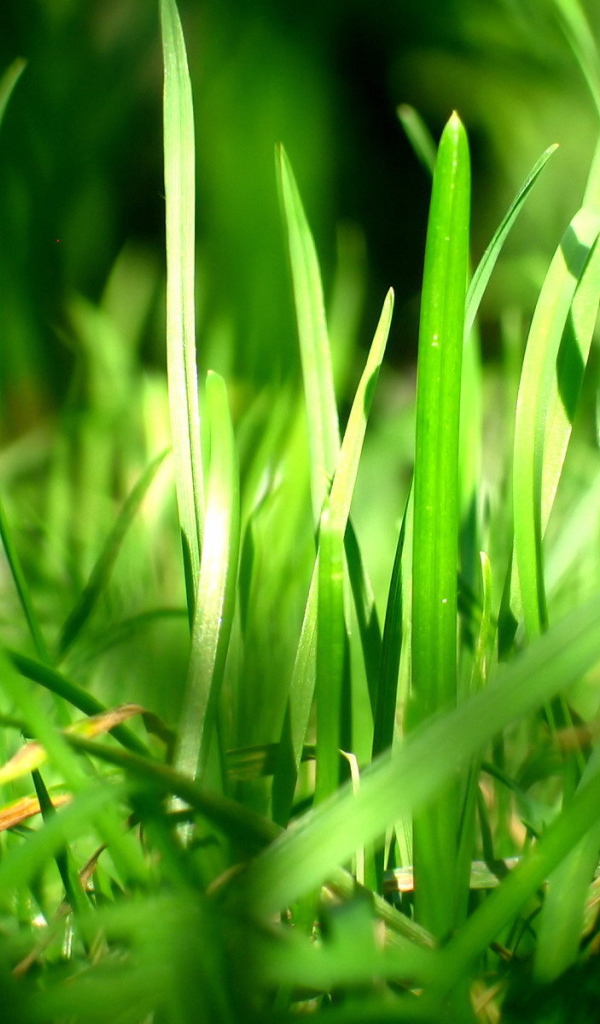 Зеленая трава в лучах солнца