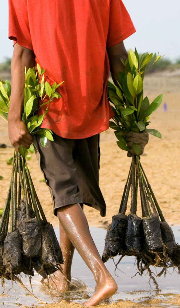 Человек несет саженцы