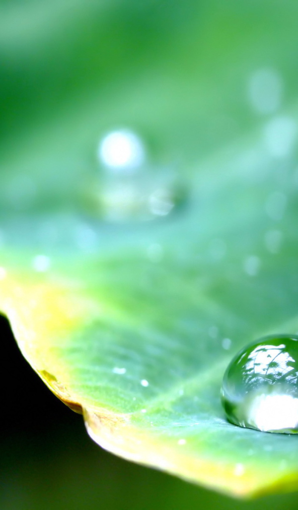 Круглая капля на листе