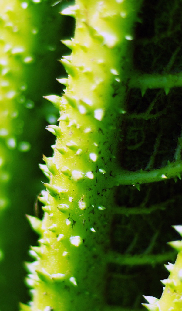 Стебли с колючками