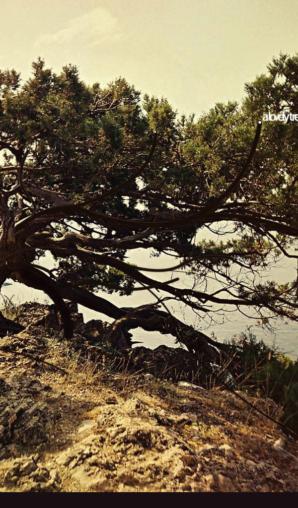 Дерево на вершине горы