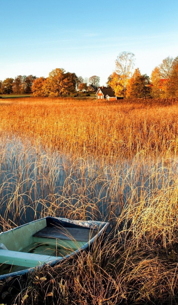Лодка у берега заболоченного озера