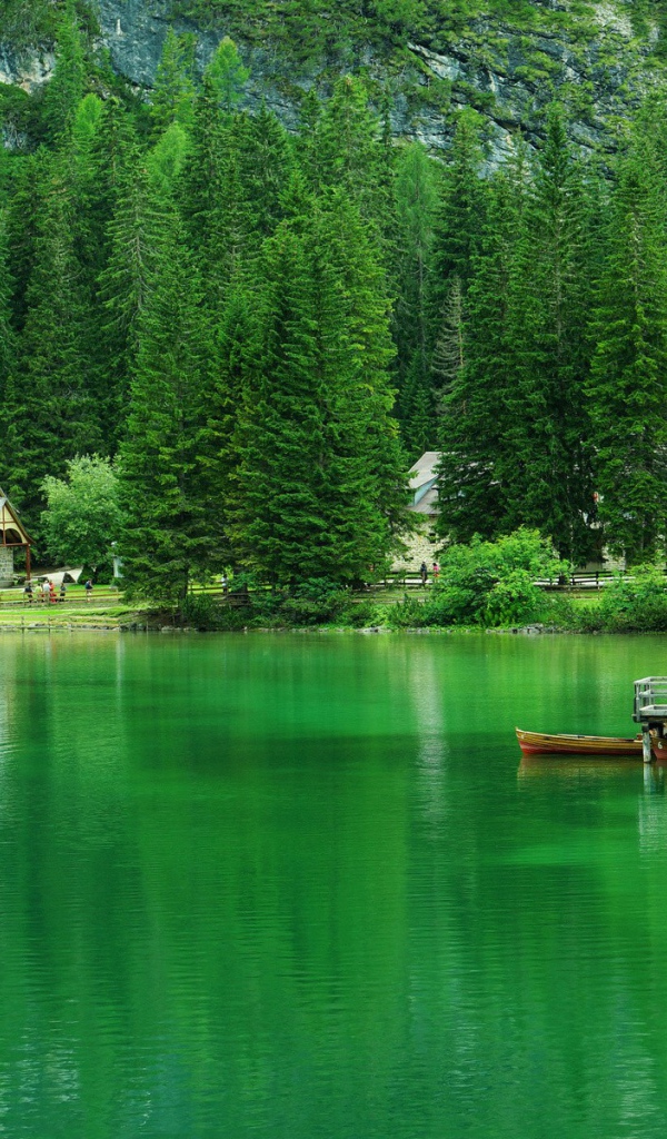 Хвойные деревья вокруг зеленого озера