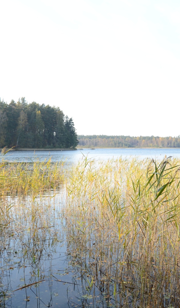 Поросшая болотистая местность