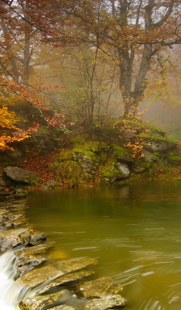 Зеленая вода в неглубокой реке