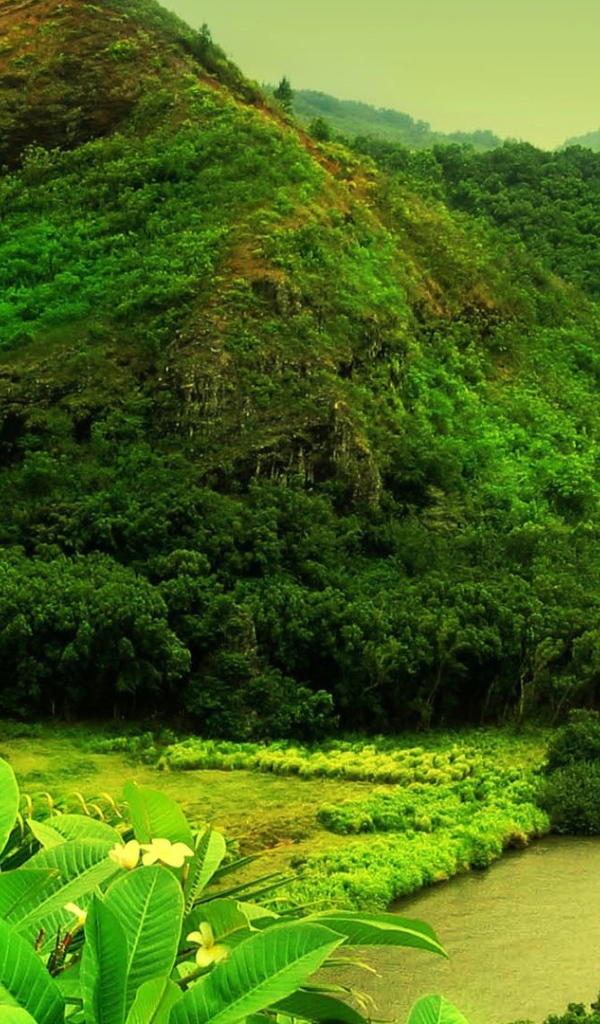Мутная река в джунглях