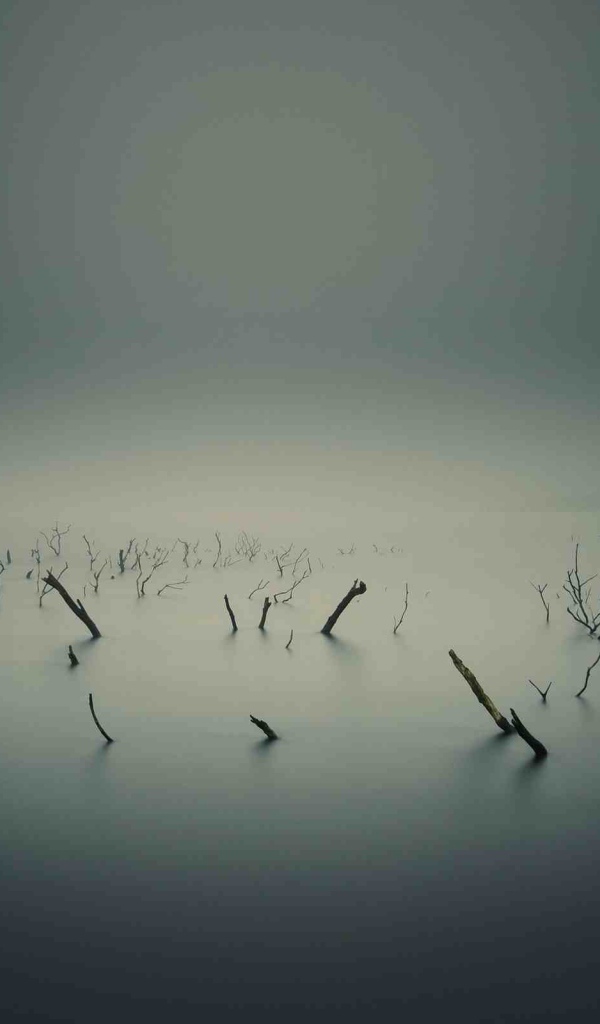 Остатки растений на болоте