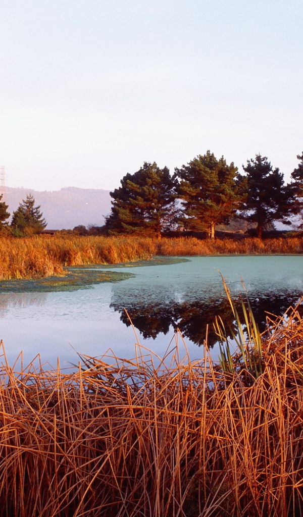 Красная трава на берегу озера