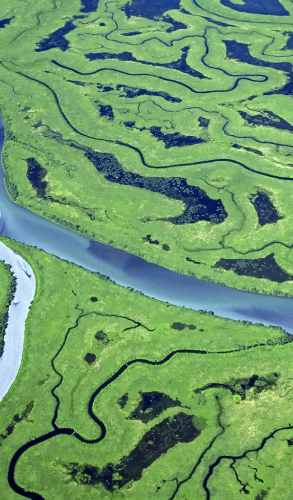 Река и болота в лесу с высоты