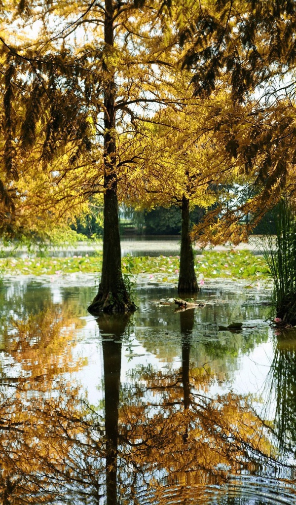 Разлившаяся река подтопила деревья