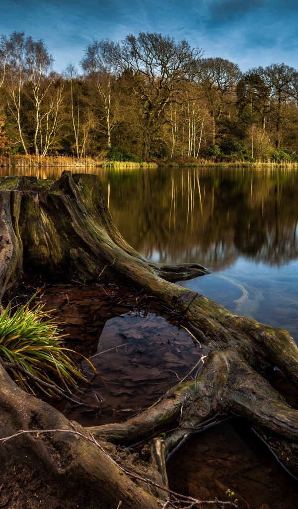 Пенек и корни дерева на краю озера