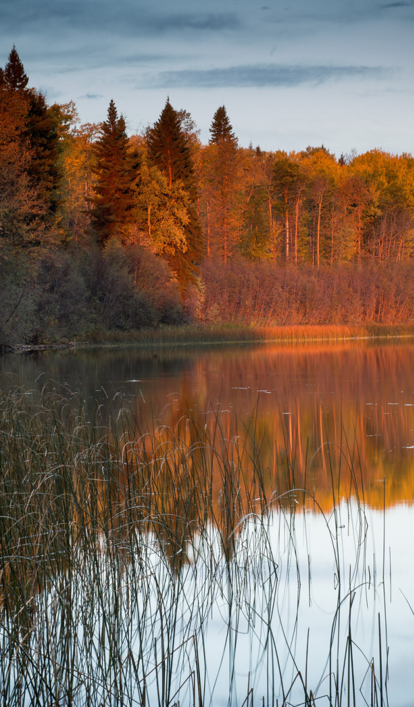 Солнечный свет на деревьях