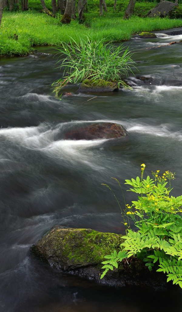 Растительность на берегу реки