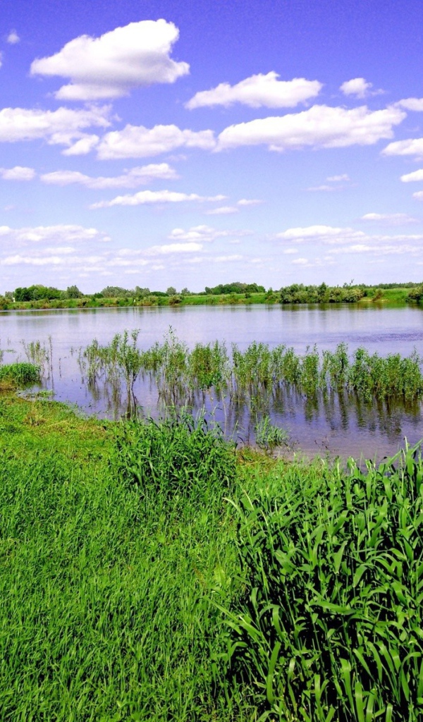 Заливной луг на берегу реки