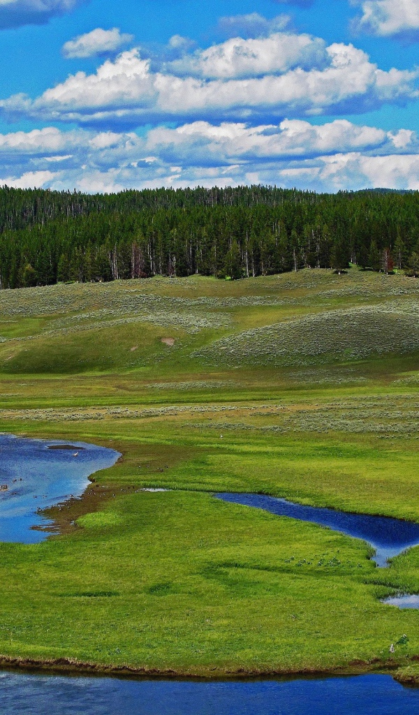 Заболоченный берег реки