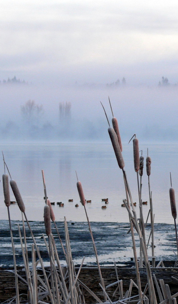Камыш и туман на озере