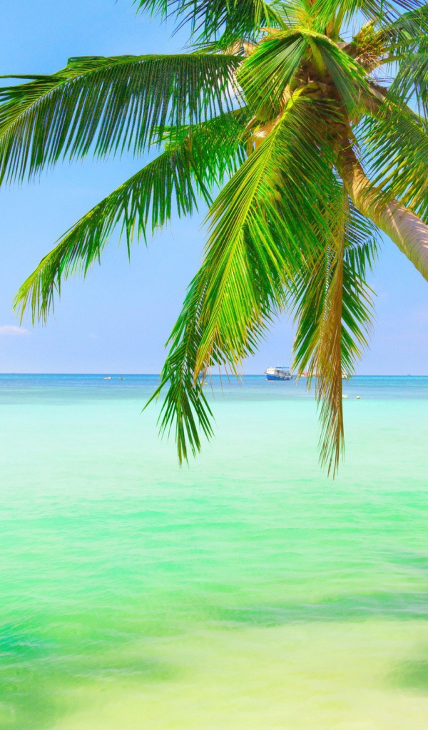 Пальма у зеленой воды на мелководье