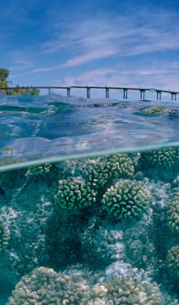 Подводный мир у тропического острова