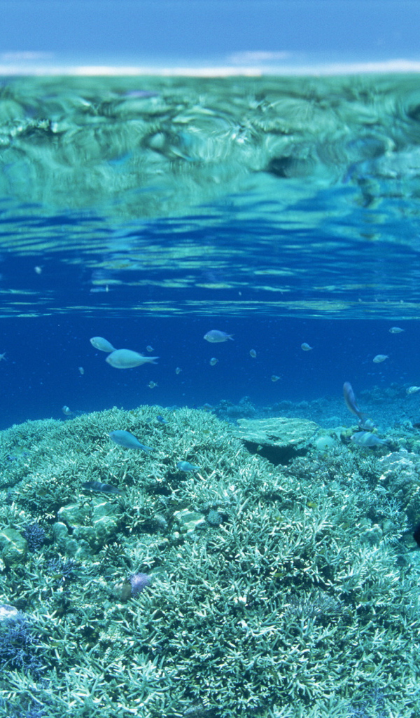 Прозрачная вода на коралловом рифе