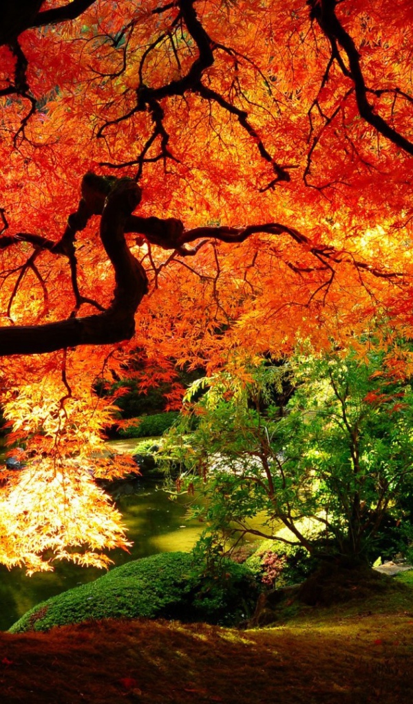 Под сенью красного осеннего дерева