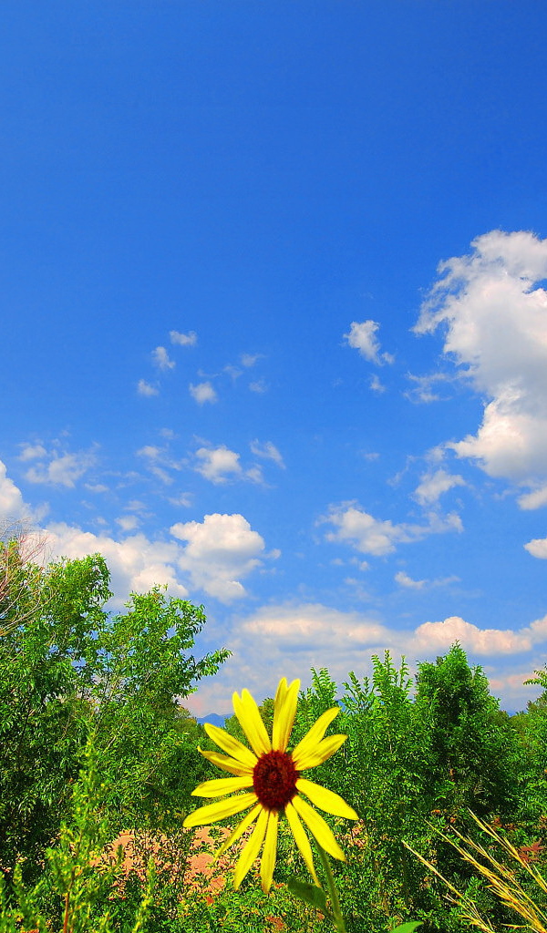 Summer landscape with yellow flower