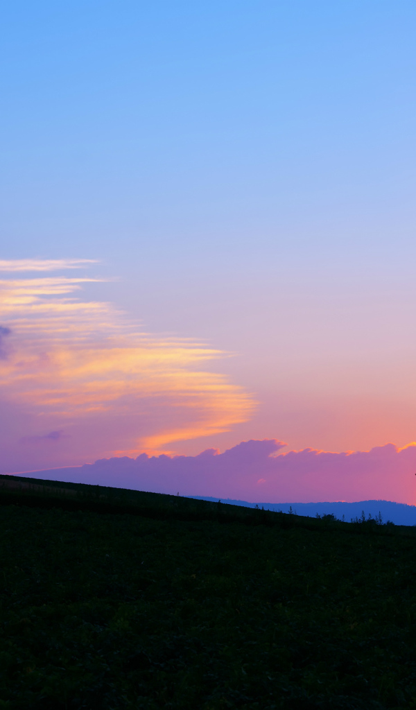 Одинокая ель на закате